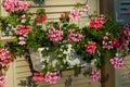 Flowers geranium on the balconies