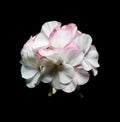 flowers of a geranium on black background. Royalty Free Stock Photo