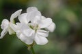 Flowers of geranium Pelargonium, white color close-up. Royalty Free Stock Photo