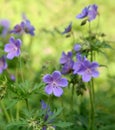 Flowers geranium pratense meadow cranesbill Royalty Free Stock Photo