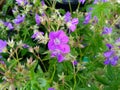 Geranium sylvaticum `Mayflower` Royalty Free Stock Photo