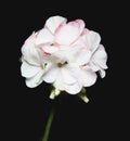 Flowers of a geranium on white background. Royalty Free Stock Photo