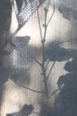 The shadow of the flowers on the curtain.