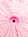 Flowers gerbera blossom with pink colored petals amids a petal pattern Royalty Free Stock Photo