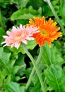 Flowers gerberas