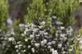 Flowers of a giant heather tree, Erica arborea, in Ethiopia Royalty Free Stock Photo