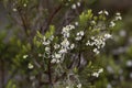 Flowers of a giant heather tree, Erica arborea, in Ethiopia Royalty Free Stock Photo