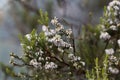 Flowers of a giant heather tree, Erica arborea, in Ethiopia Royalty Free Stock Photo