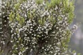 Flowers of a giant heather tree, Erica arborea, in Ethiopia Royalty Free Stock Photo