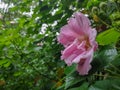 Flowers in Giant Panda Breeding Research Base Xiongmao Jidi, Chengdu, China Royalty Free Stock Photo