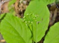 Flowers of Ginseng Panax ginseng 8