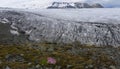 Flowers at the Glacier