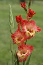 Flowers gladiolus