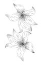 flowers, gladiolus line expand icon on white background