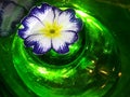 Flowers and glass, abstract photographic image and fantasy