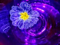 Flowers and glass, abstract photographic image and fantasy