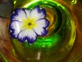 Flowers and glass, abstract photographic image and fantasy