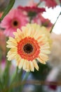 Flowers and glass jars Royalty Free Stock Photo