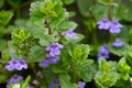 Flowers Glechoma Hederacea Growing On Meadow In Springtime Close Up