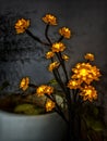 Flowers glowing with lights enhancing the beauty Royalty Free Stock Photo