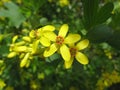 Flowers of golden currant (Ribes aureum) Royalty Free Stock Photo
