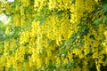 Flowers of a golden shower Laburnum anagyroides Medik.. Background