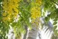 Cassia fistula Royalty Free Stock Photo