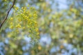 Cassia fistula Royalty Free Stock Photo