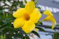 Flowers of golden trumpet, also known as yellow allamanda