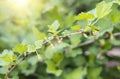 Flowers gooseberry blooming on a branch of bush Royalty Free Stock Photo