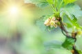 Flowers gooseberry blooming on a branch of bush Royalty Free Stock Photo