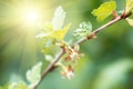 Flowers gooseberry blooming on a branch of bush Royalty Free Stock Photo