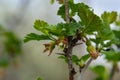 flowers gooseberry blooming on a branch of bush in garden closeup, nature background Royalty Free Stock Photo