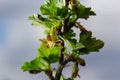 flowers gooseberry blooming on a branch of bush in garden closeup, nature background Royalty Free Stock Photo