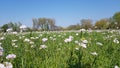 Flowers in the grasland