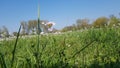 Flowers in the grasland