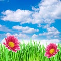 Flowers in the grass against the sky Royalty Free Stock Photo
