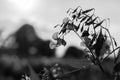 Flowers and grass in autumn, black and white