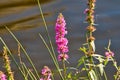 flowers and grass