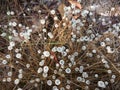 Flowers of grass in the big forest.