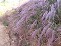 Flowers and grass bloom on the road when spring comes