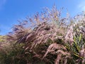 Flowers and grass bloom on the road when spring comes