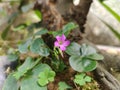 Flowers and grass bloom on the road when spring comes Royalty Free Stock Photo