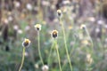 Flowers grass blur background.