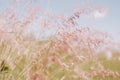 Flowers grass blurred background