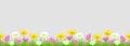 Flowers and grass border, yellow and white chamomile and delicate pink meadow flowers and green grass on transparent background, v
