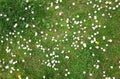 Flowers on the grass daisies on the green grass background