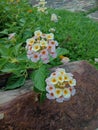 Flowers in the grass