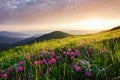 Flowers among the grass. Majestic Carpathian mountains. Beautiful landscape. Breathtaking view Royalty Free Stock Photo