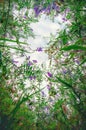 Flowers and grass on the meadow